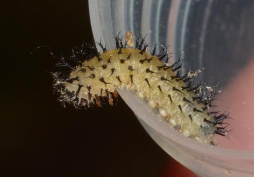 Réf. 280 674 : Periclista pubescens